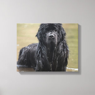 River Newfoundland Canvas Photo