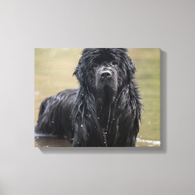 River Newfoundland Canvas Photo Print (Front)