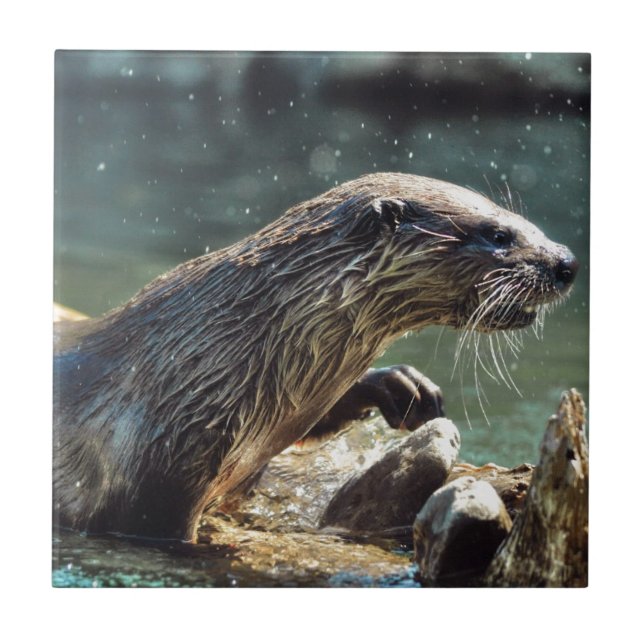 River Otter Animal-lover's Wildlife Photo Tile (Front)