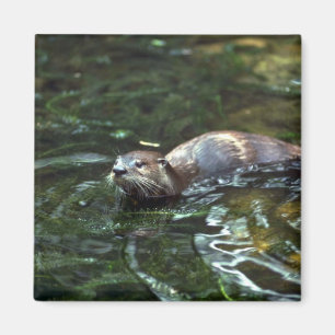 River Otter Magnet