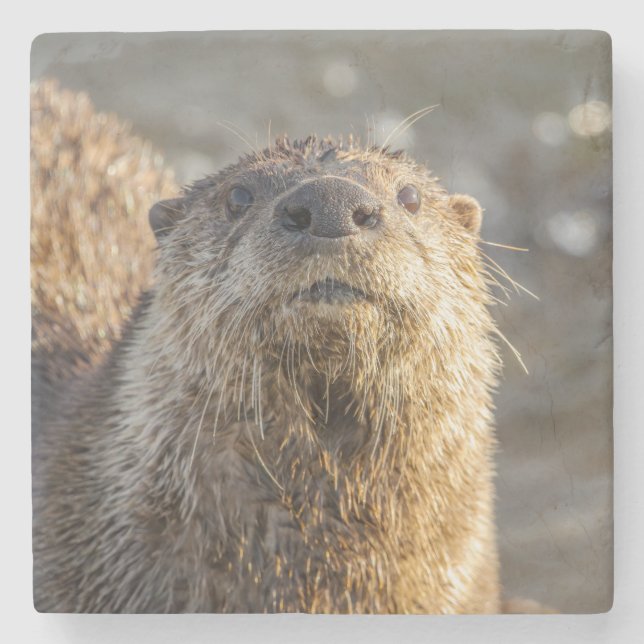 River Otter Portrait Stone Coaster (Front)