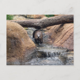 River Otter Postcard