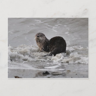 River Otter Postcard
