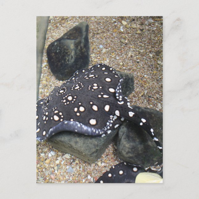 River Stingray # 14 Postcard (Front)