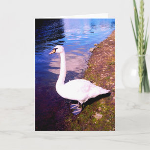 RIVER SWAN HOLIDAY CARD