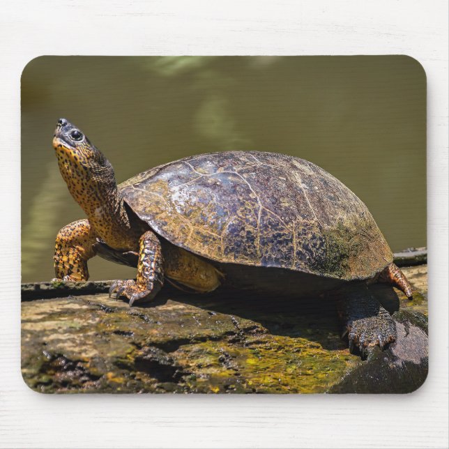 River Turtle at Tortuguero - Costa Rica Mouse Mat (Front)