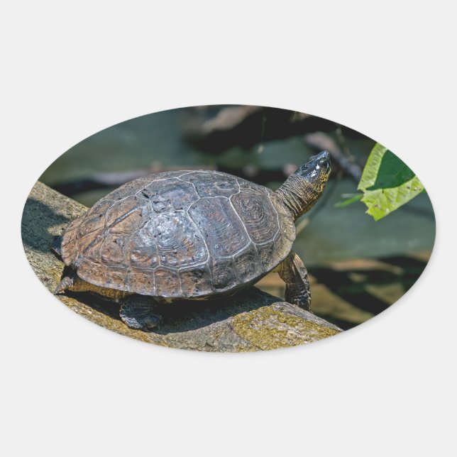 River Turtle at Tortuguero - Costa Rica Oval Sticker (Front)