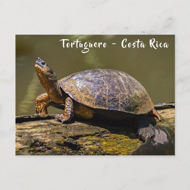 River Turtle at Tortuguero - Costa Rica Postcard (Front)