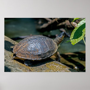 River Turtle at Tortuguero - Costa Rica Poster