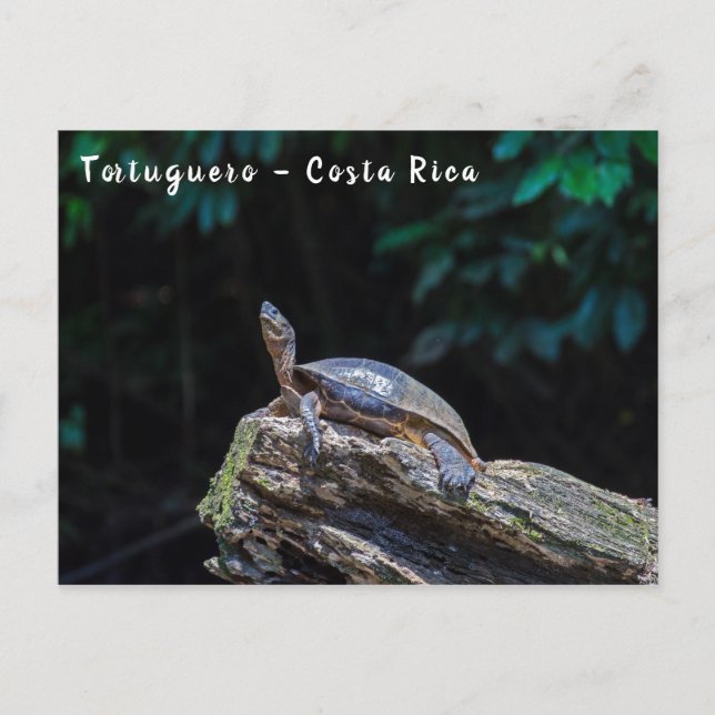 River Turtle sunbathing at Tortuguero - Costa Rica Postcard (Front)