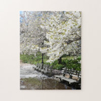 Riverside Park Spring Cherry Blossoms New York NYC