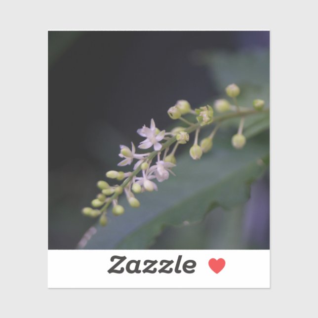 Rivina humilis (Sheet)