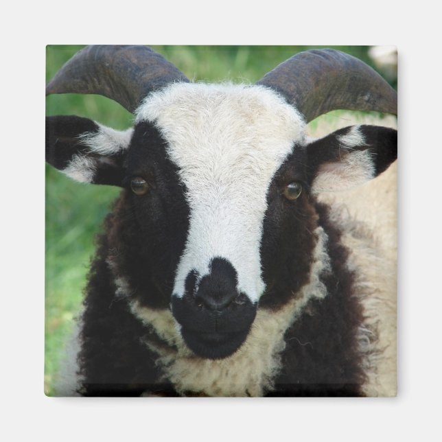 RJ the Jacob Ram Lamb Magnet (Front)