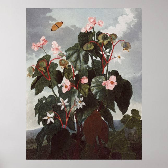 RJ Thornton - Oblique-leaved Begonia Poster (Front)