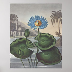 RJ Thornton - The Blue Egyptian Water-Lily Poster