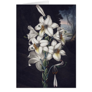 RJ Thornton - The White Lily