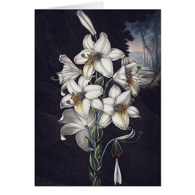 RJ Thornton - The White Lily (Front)