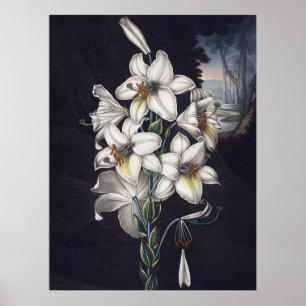 RJ Thornton - The White Lily Poster