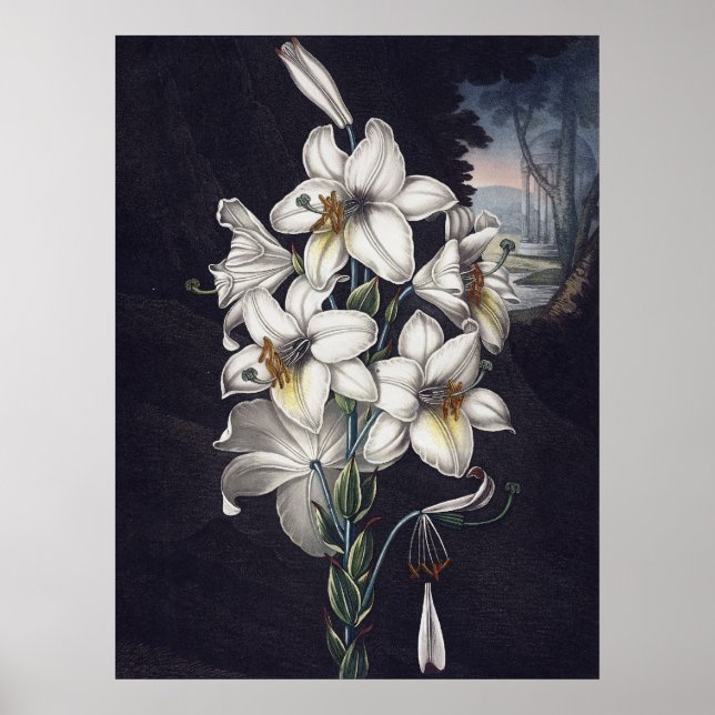 RJ Thornton - The White Lily Poster (Front)