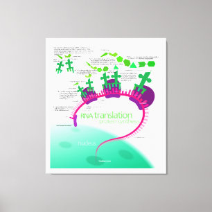 RNA Translation in Protein Synthesis Diagram Canvas Print