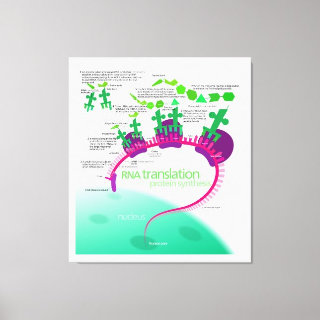 RNA Translation in Protein Synthesis Diagram Canvas Print (Front)