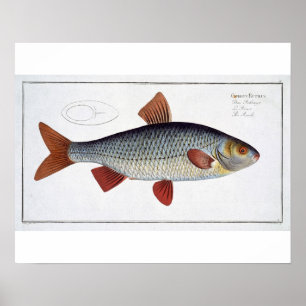 Roach (Cyprinus Rutilis) plate II from 'Ichthyolog Poster