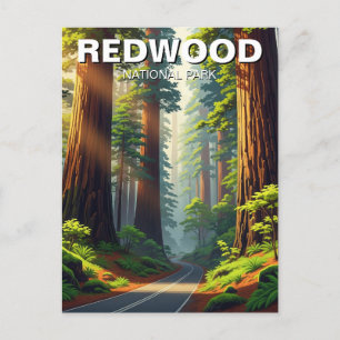 Road in Redwood National Park Postcard
