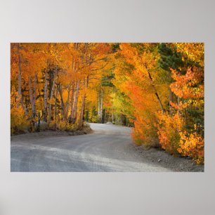 Road Through Autumn Aspens Poster