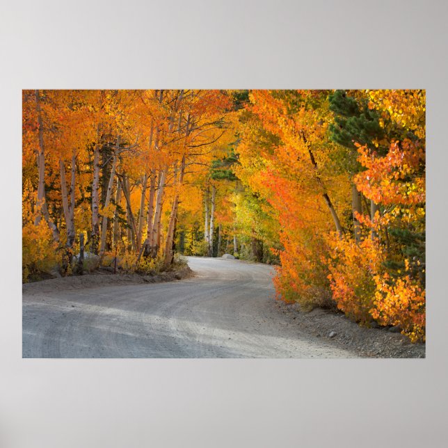 Road Through Autumn Aspens Poster (Front)
