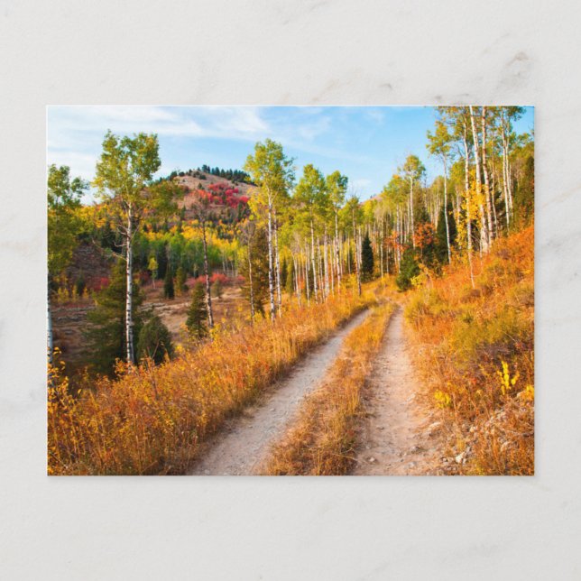 Road Through Autumn Colours Postcard (Front)