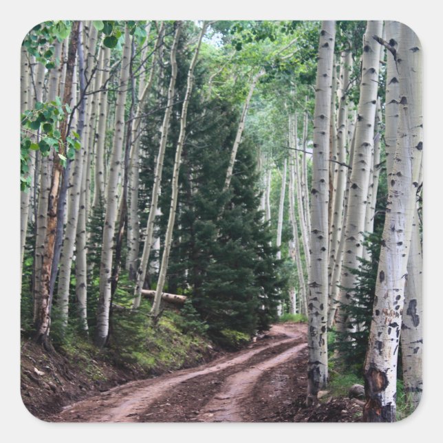 Road Through The Birch Square Sticker (Front)