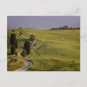 Road to Terrapille in Tuscany postcard