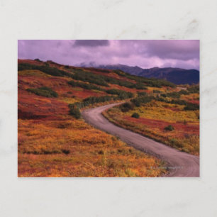 Road Winding Through Hills in Denali National Postcard