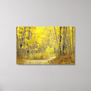 Road with autumn colours and aspens in Kebler 2 Canvas Print