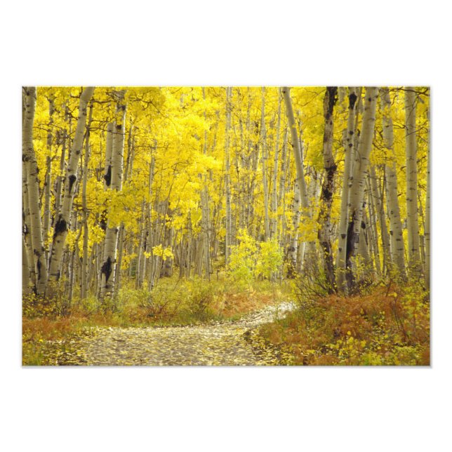 Road with autumn colours and aspens in Kebler 2 Photo Print (Front)