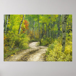 Road with autumn colours and aspens in Kebler Poster
