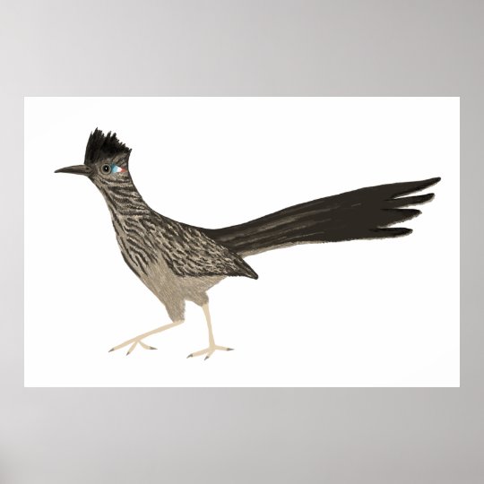 Roadrunner Coloured Pencil drawing on white Poster | Zazzle.co.uk