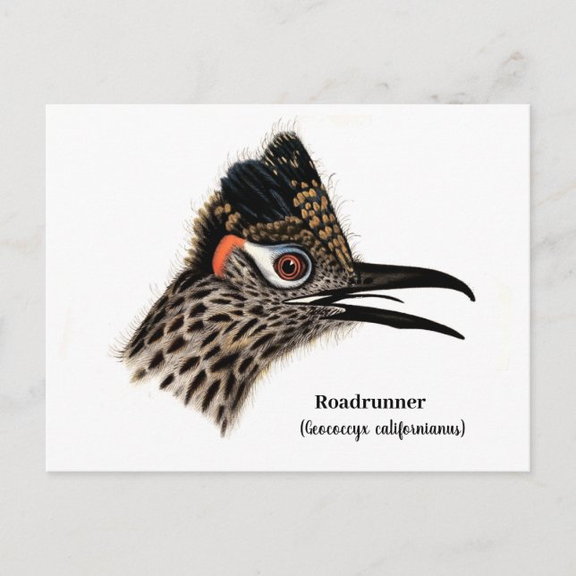 Roadrunner (Geococcyx californianus)  Postcard (Front)