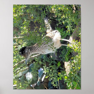 Roadrunner in Arizona Landscape Poster