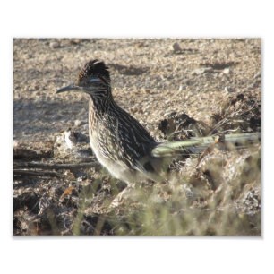 Roadrunner Photo Print