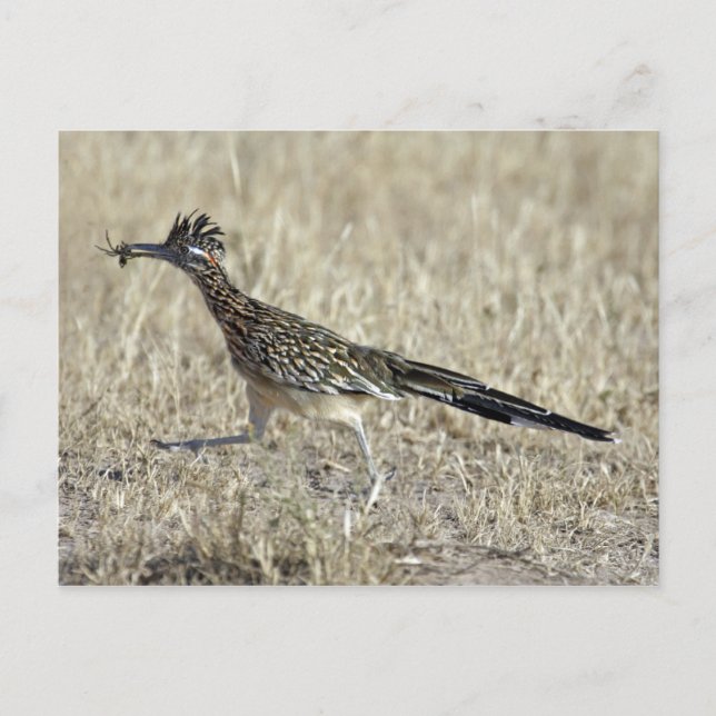 Roadrunner Photograph Postcard (Front)
