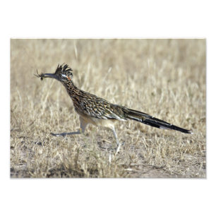 Roadrunner Photograph Print