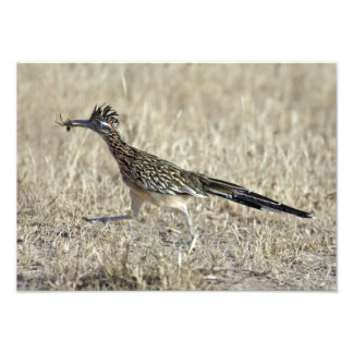 Roadrunner Photograph Print
