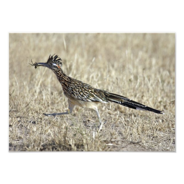 Roadrunner Photograph Print (Front)