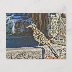 Roadrunner Postcard