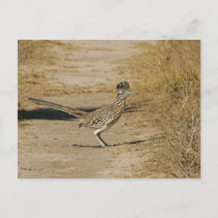 Roadrunner Postcard