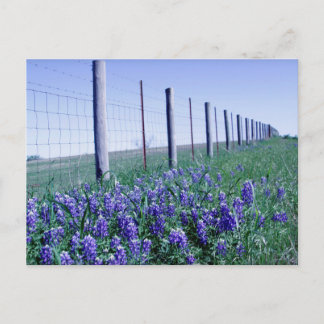 roadside bluebonnets postcard
