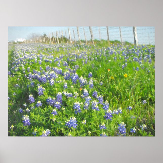 Roadside Bluebonnets Print (Front)