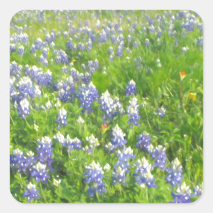Roadside Bluebonnets Square Sticker