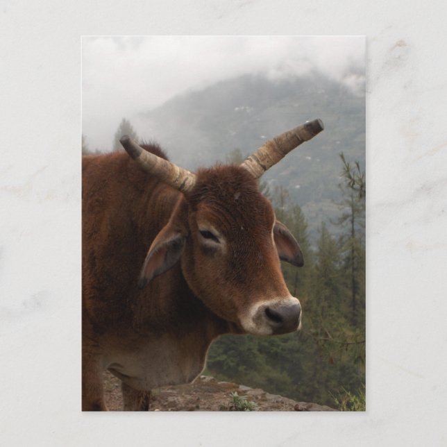 Roadside cow postcard (Front)